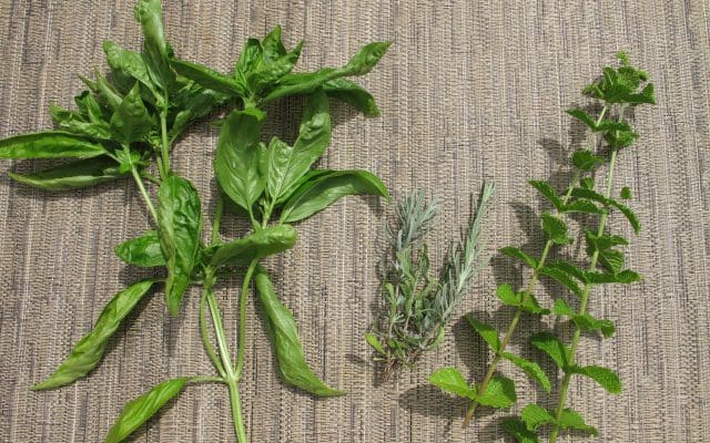 herbs acupuncture