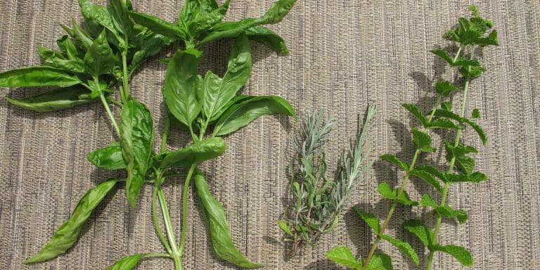 herbs acupuncture