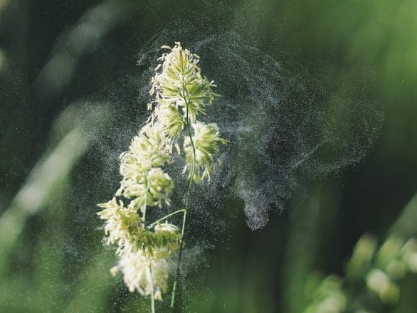 Soliman Auricular Allergy Treatment