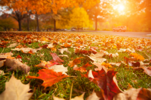 Leaves in a field during Autumn, get acupuncture for fall allergies