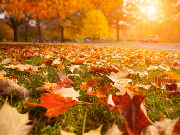 Leaves in a field during Autumn, get acupuncture for fall allergies