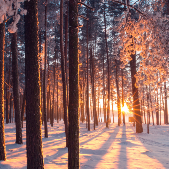 Sunlight on Snow