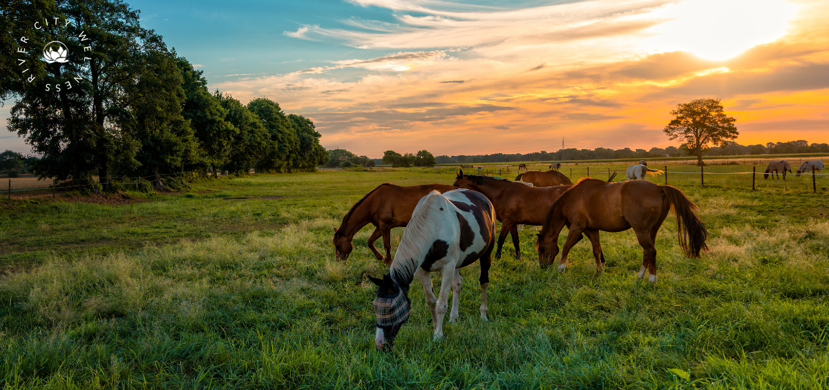 What the Year of the Horse Means