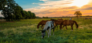 What the Year of the Horse Means