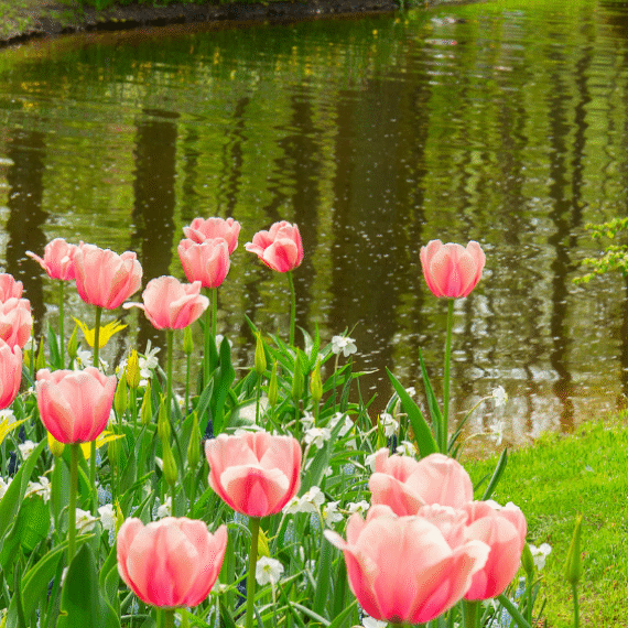 Welcome Spring: A Chinese Medicine Perspective